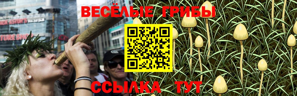 Псилоцибиновые грибы Cubensis Майкоп